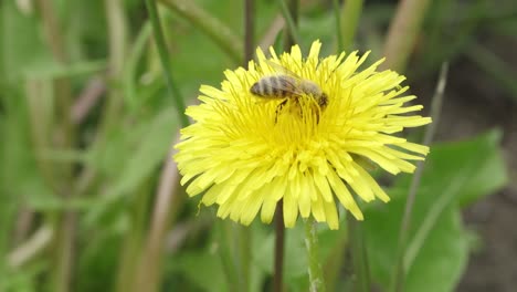 the bee collects nectar on the dandelion