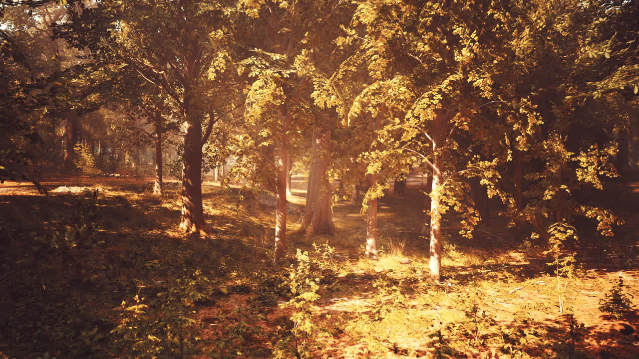 빛이 비치는 숲길