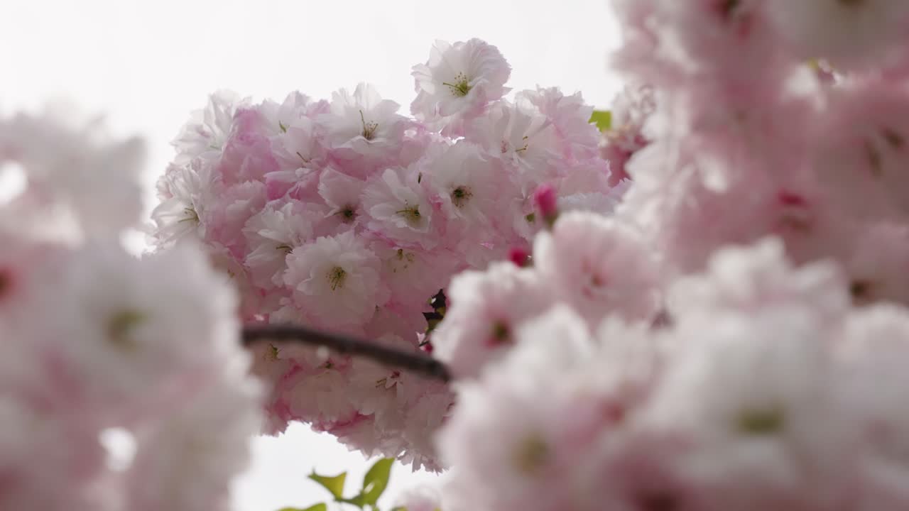 Detail of pink cherry blossom leaves in sprout, Japan