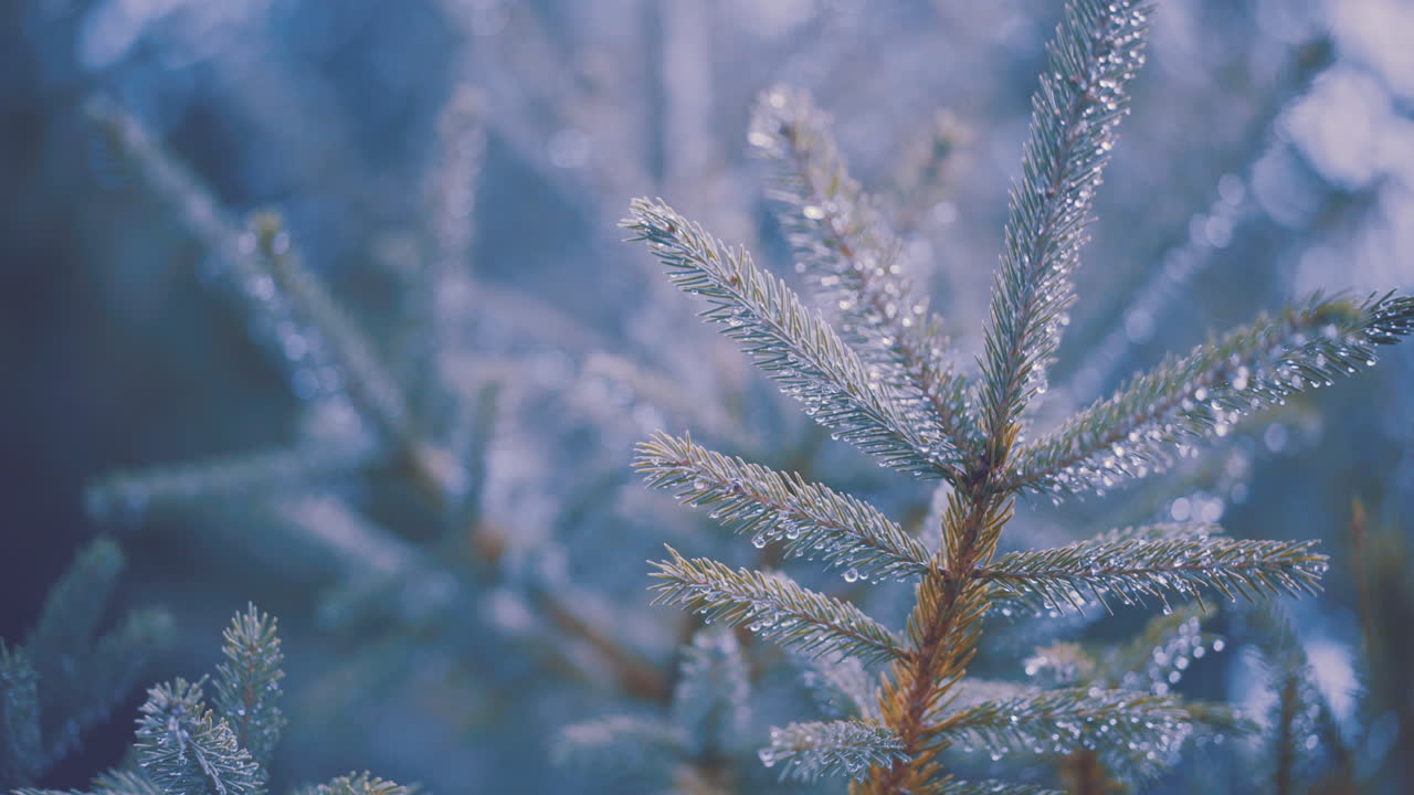 immergrüner kieferzweig im wintermorgen sonnenlicht in der nähe mit regentropfen und frost auf kiefernadeln zweigwellen in leichter brise mit anderen nicht fokussierten kiefernnadeln im hintergrund 4k prores