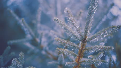 evergreen pine tree branch in winter morning sunlight close up with raindrops and frost on pine needles branch waves in slight breeze with other out of focus pinetree needles in background 4k prores