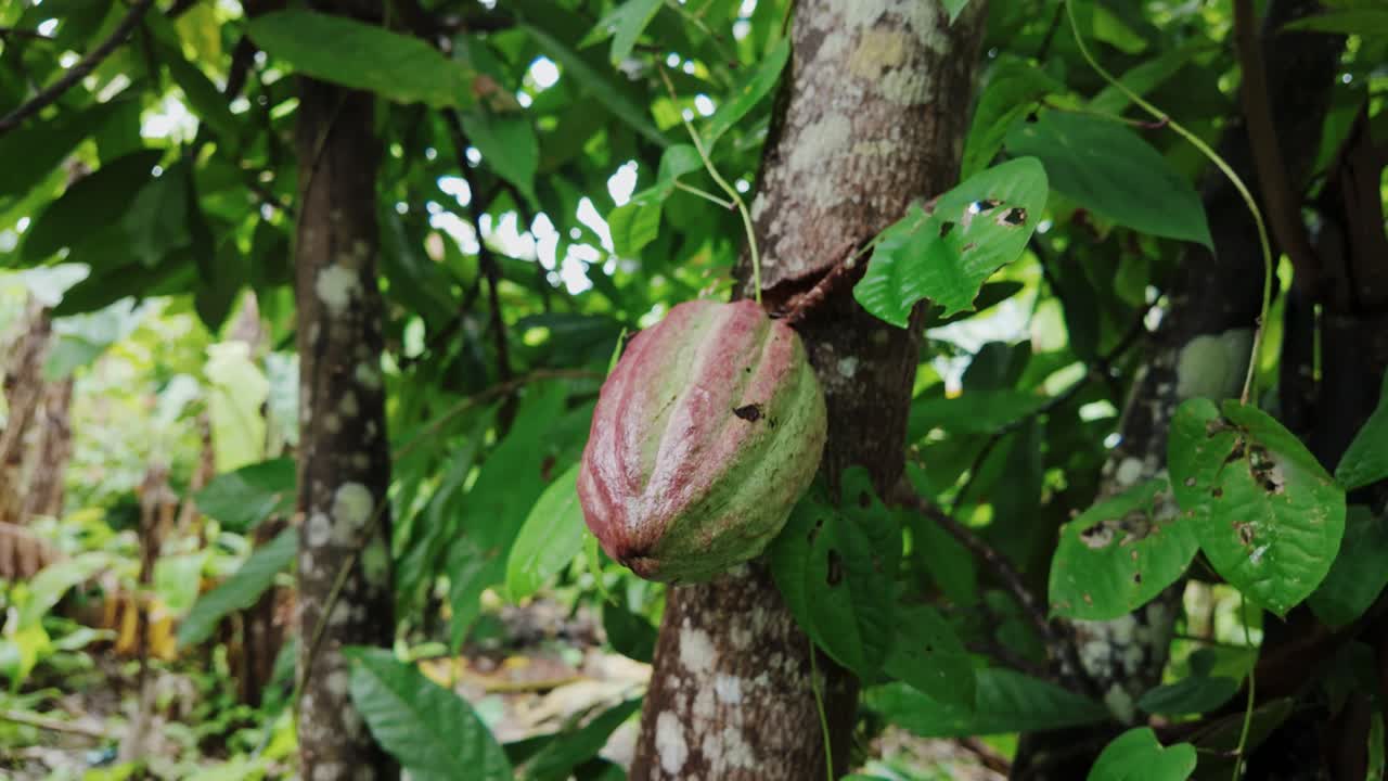 Vista detallada de una vaina de cacao madura en el tronco del árbol rodeada de hojas verdes