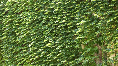 la hiedra verde exuberante que cubre una pared en francia