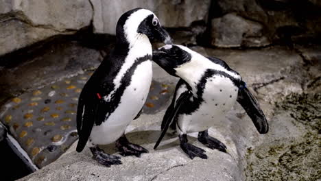 shot of two cute african penguins grooming each other, at uminomori aquarium in sendai, japan