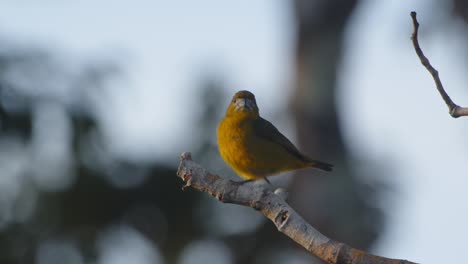 a bright white-lored euphonia male watches alertly from a jungle perch deep in peru’s amazon.