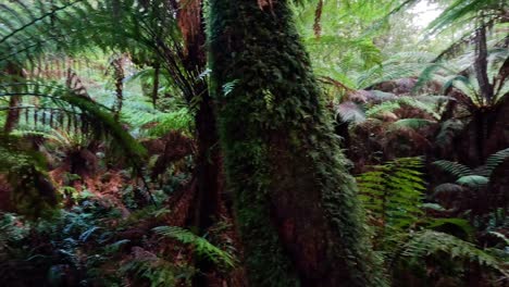 lush green rainforest with ferns and trees