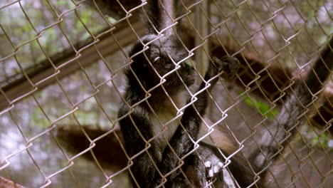 monos araña en una jaula en medio de la selva en el sur de méxico
