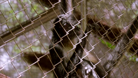 spider monkeys in a cage in the middle of the jungle in south mexico