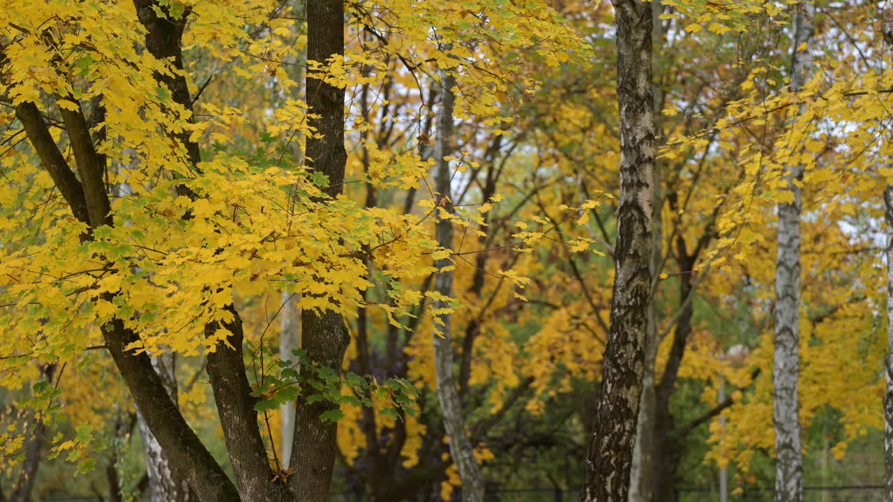 Golden maple and birch trees in autumn forest
