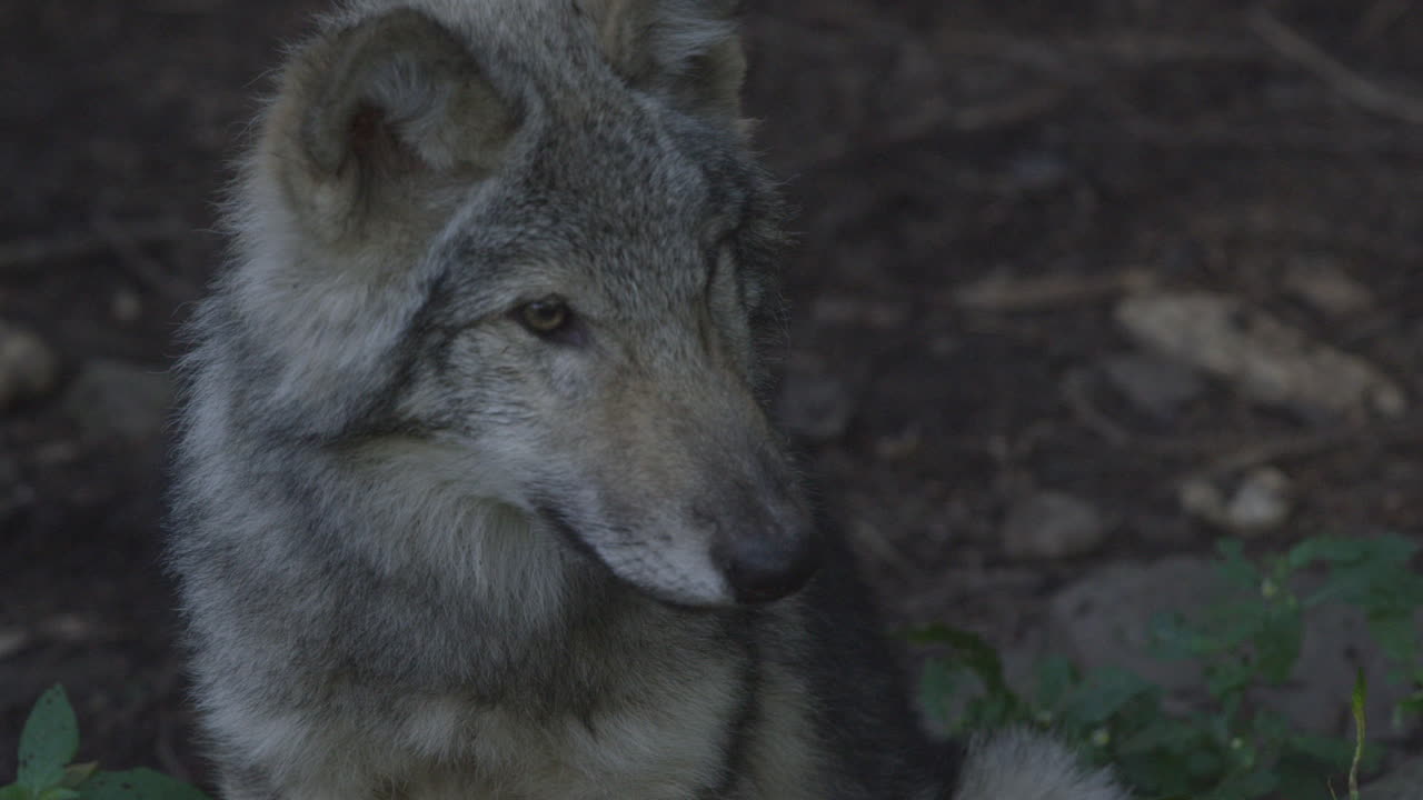 캐나다 북부 숲 의  ⁇ 대 들