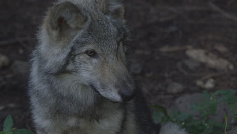 Wolves-in-Canadian-Boreal-Forest