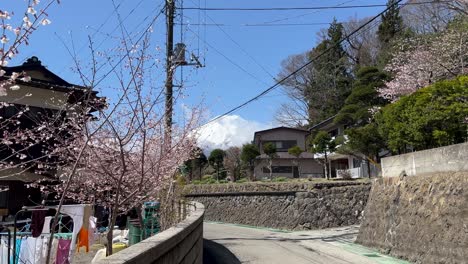 beautiful side road near kawaguchiko during sakura season with mount fuji