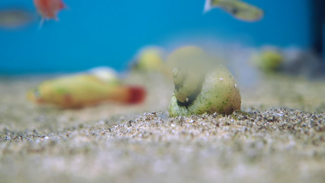 Underwater Aquarium Scene with Snail and Fish