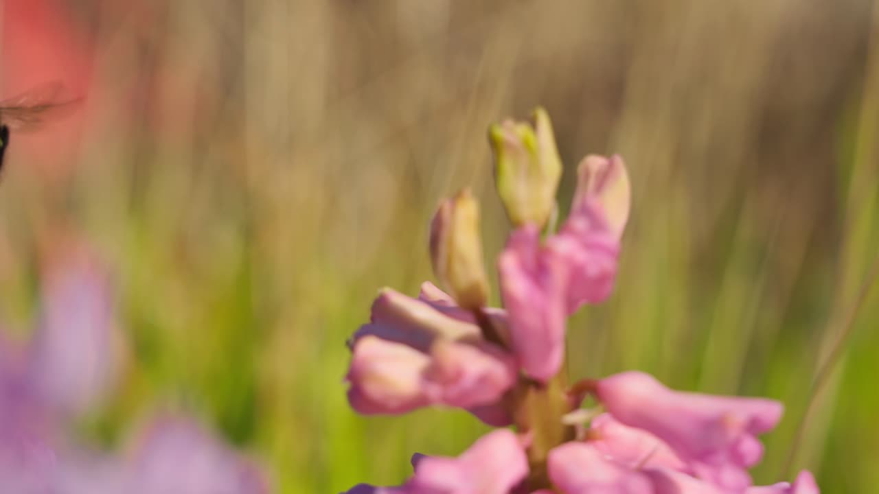 Majestetisk makrodetaljbilde av en humle som suger nektar fra en hagehyasint
