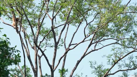 吉本 (hylobates gibbon) 幼蟲 幼蟲, 雌性 幼蟲