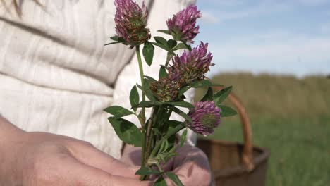 Woman-holding-wild-pink-clover-in-a-meadow-close-up-shot