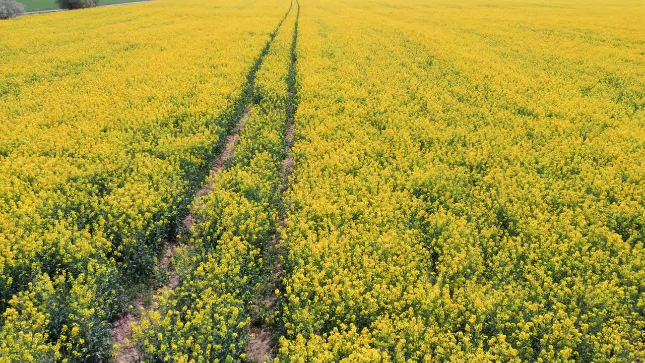 꽃이 만발한 카놀라 꽃과 함께 들판 위로 비행