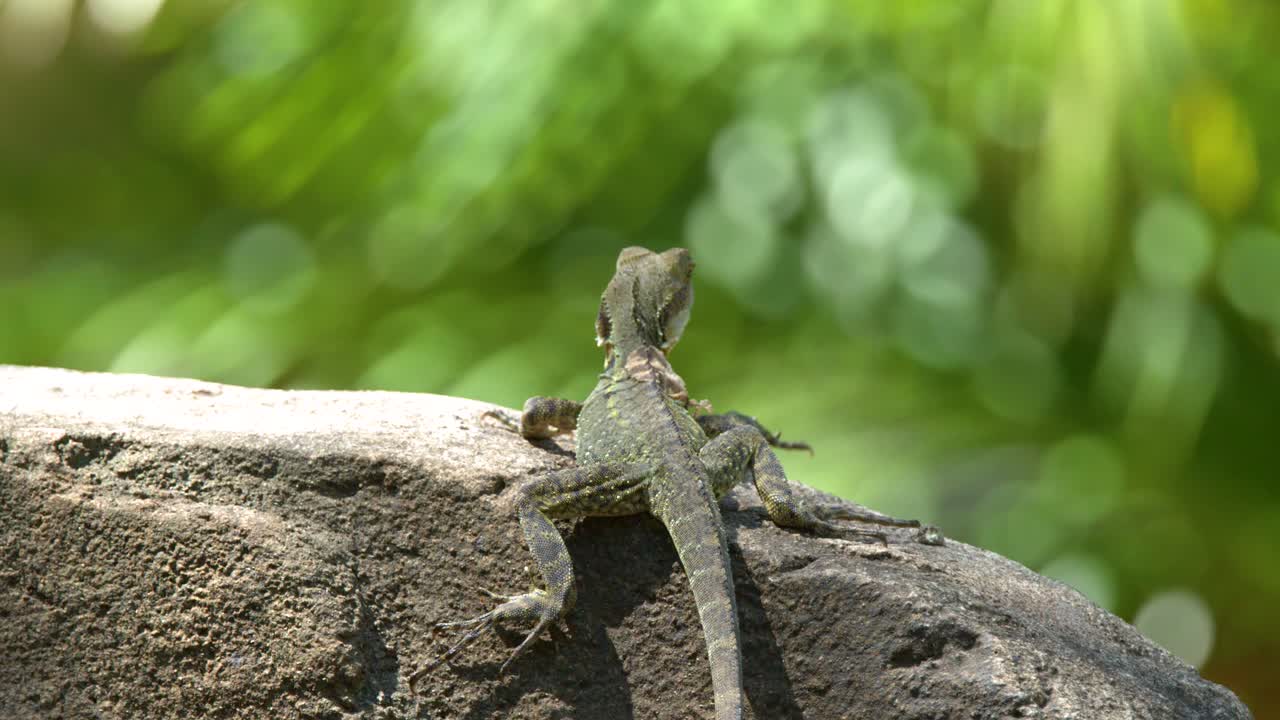 An eastern water dragon rests on a sunlit rock against a blurred green forest background