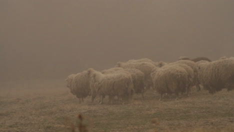 sheep in a foggy field