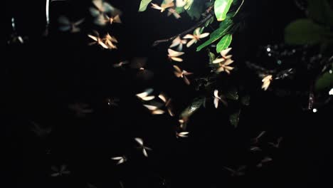 Zeitlupe---Statische-Aufnahme-Vieler-Insekten,-Die-Nachts-Mit-Baumblättern-Um-Die-Lampe-Herumfliegen