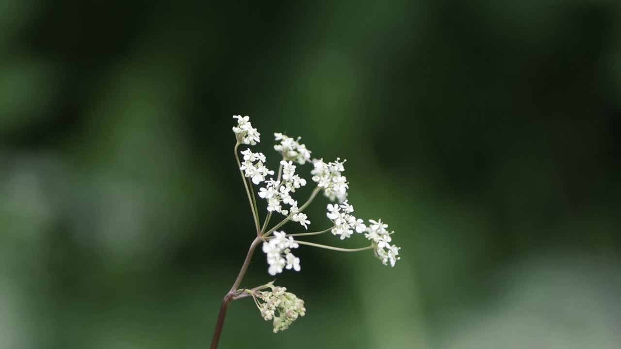 A handheld shot of a white small flowers from a bush