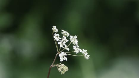 a handheld shot of a white small flowers from a bush