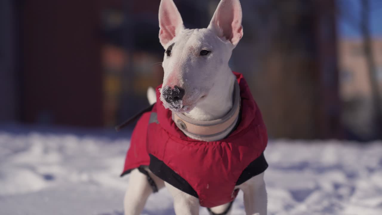 눈 속에서 그녀의 장난감을 가지고 노는 흰색 미니어처 불 테리어 강아지