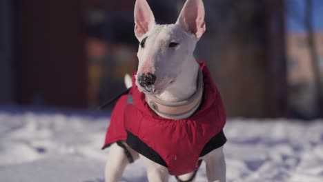 Weißer-Miniatur-Bullterrier-Welpe,-Der-Mit-Ihrem-Spielzeug-Im-Schnee-Spielt