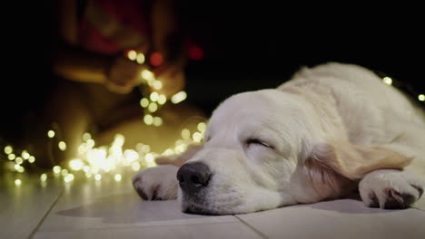 Portrait-of-a-sleeping-dog,-in-the-background-the-owner-is-preparing-garlands-to-decorate-the-house-and-the-fireplace-is-burning.-Christmas-and-New-Year's-Eve