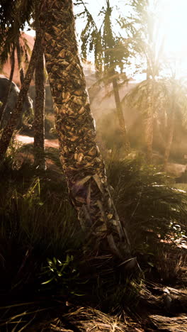 oasis iluminado por el sol: palmeras en un paisaje desértico