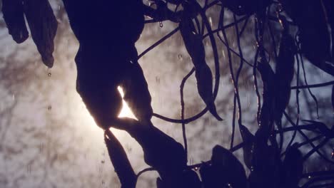 drops falling from the vegetation during a heavy rainstorm in the tropical amazon rainforest