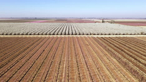 Almond-trees-blossom-in-springtime-in-Central-California,-drone-forward