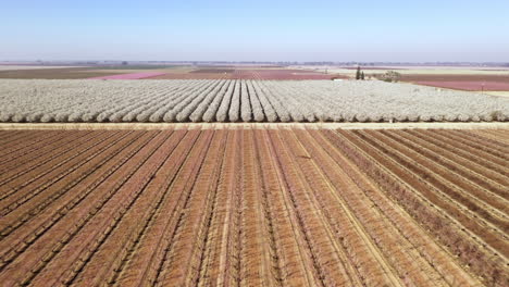 los almendros florecen en primavera en el centro de california, drone adelante