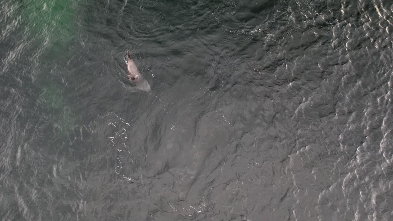 View Of A Seal Playing In The Ocean Water, Safety Cove Beach, Port Arthur, Tasmania, Australia