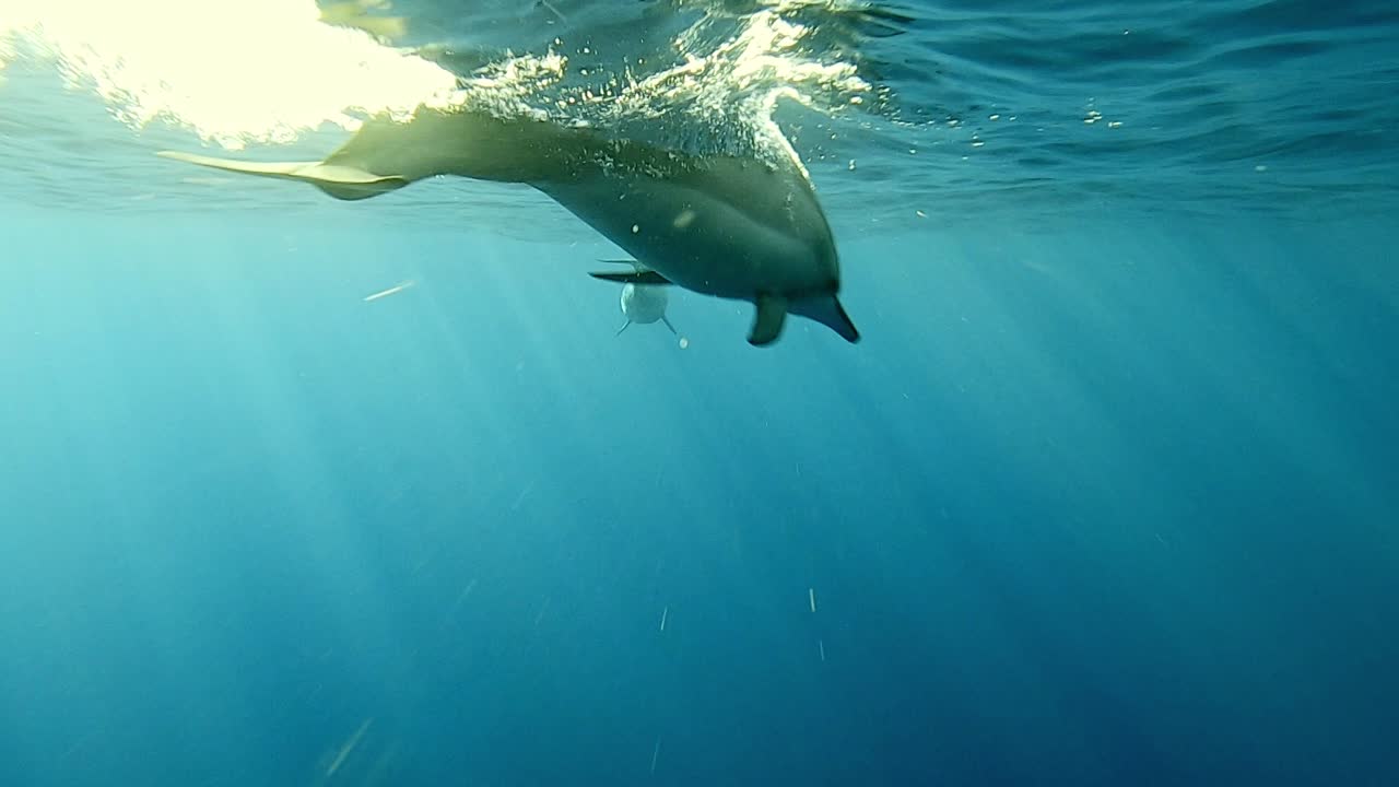 Spinner Dolphins Swimming Under The Deep Blue Sea On A Sunny Day - close up