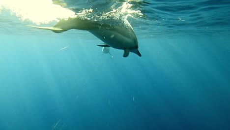 Spinner-Dolphins-Swimming-Under-The-Deep-Blue-Sea-On-A-Sunny-Day---close-up