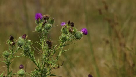 static view of a thistle plant in a field