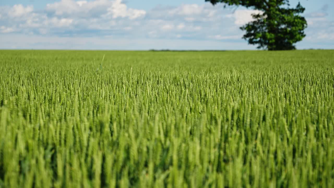 Ripresa drone di un campo di grano verde vibrante con un albero che proietta ombra in piena luce diurna.