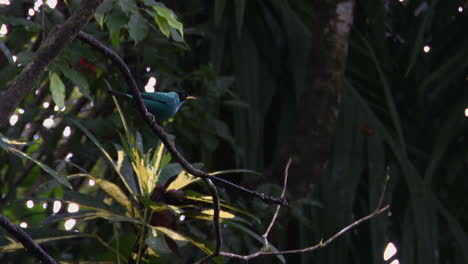 Grünes-Honeycreeper-Männchen-Thront-Auf-Ast-Im-Regenwald,-Während-Es-Regnet