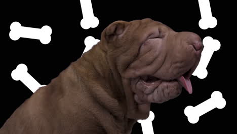 shar pei dog puppy lying down against white background