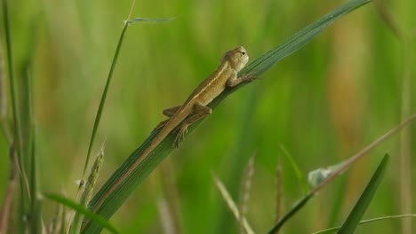 lagarto esperando la caza