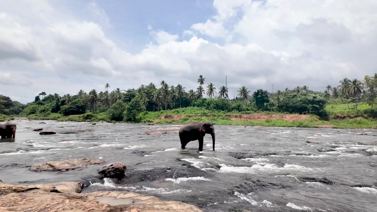 Des éléphants traversent les eaux courantes de la rivière Maha Oya au Sri Lanka, entourés d'une végétation luxuriante et d'arbres tropicaux, sous un ciel partiellement nuageux.