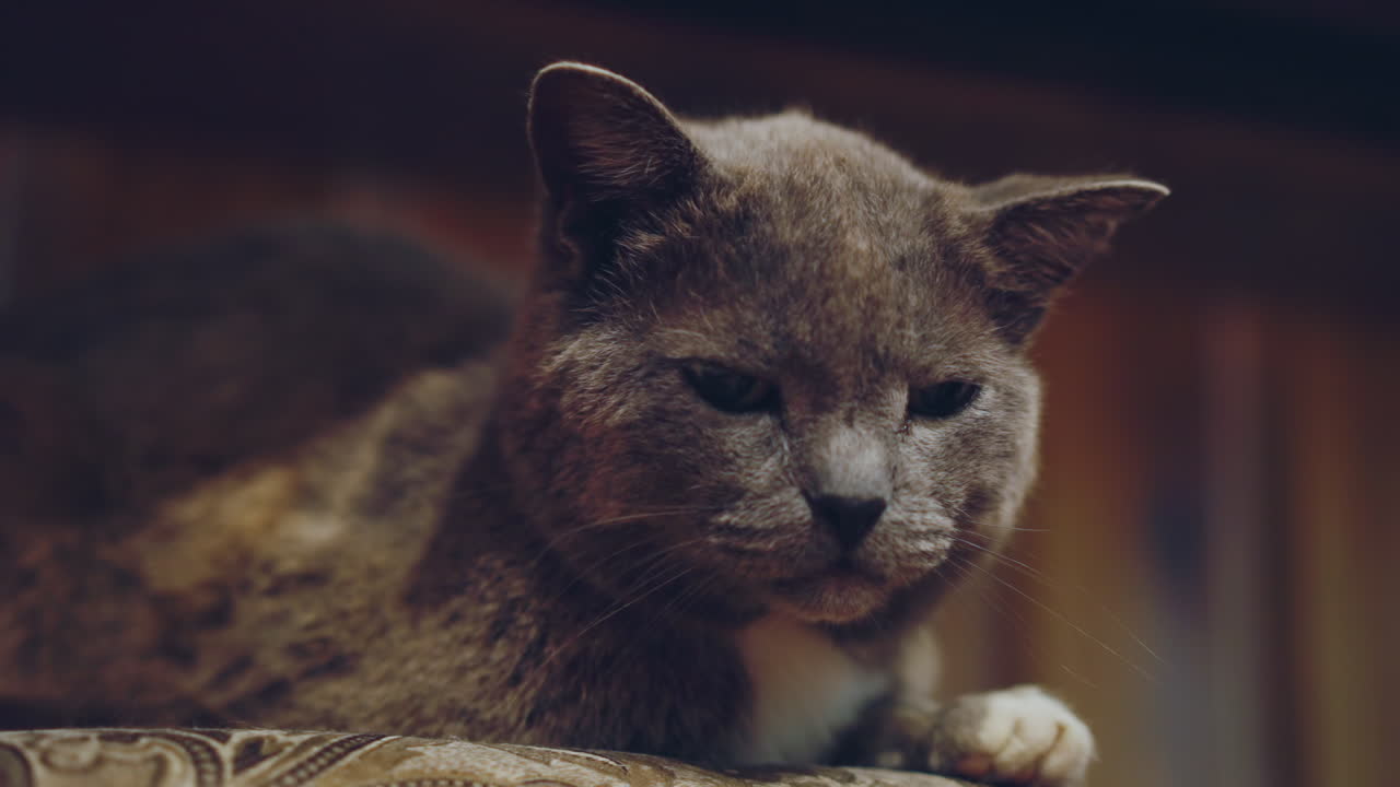 Gatto tranquillo su un cuscino accogliente. Immagine rilassante di un gatto assonnato che giace pacificamente su un cuscino vintage. Scena serena di un gatto grigio delicato che si rannicchia su un classico cuscino imbottito in calde tonalità seppia.