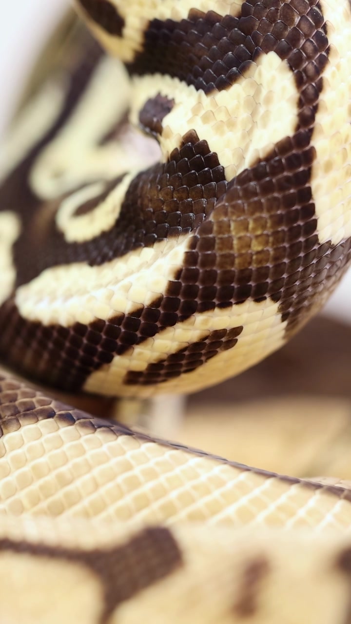 Un serpente del grano si avvolge con grazia, mettendo in mostra i suoi intricati motivi sotto una luminosa illuminazione da studio. La fotocamera cattura texture e movimenti dettagliati.