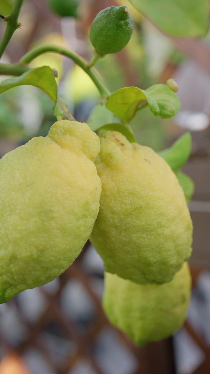 Cedro che matura su un ramo, mostrando la sua buccia irregolare verde-gialla e le foglie circostanti.