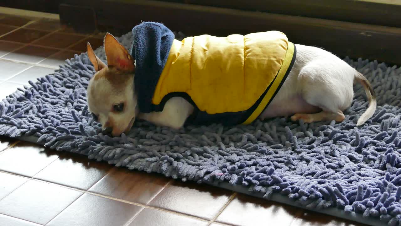 잠자는 작은 암 치와와 개