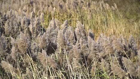 wheat crops blow in the summer wind