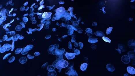 A-mesmerizing-view-of-glowing-jellyfish-floating-gracefully-in-dark-water