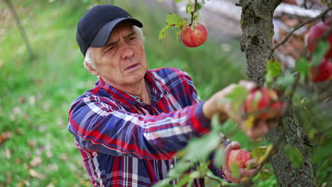 old farmer in black cap and checkered shirt gathers apples from a tree. man picks apples and holds them in hands.