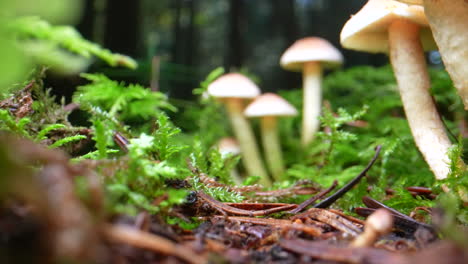 low angle push out of growing toxic mushrooms on deep wet forest ground during sunny day - dolly motion in prores